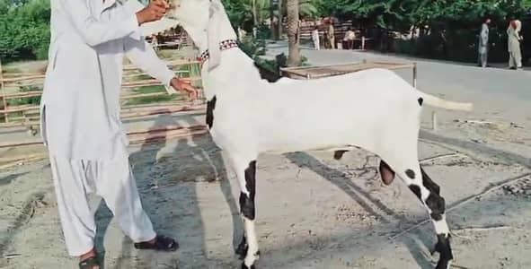 Qurbani ke liye Bakra for sale _03228068418