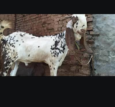 Ma Sha Allah, Pure Amritsari Old Bloodline Bakra for sale