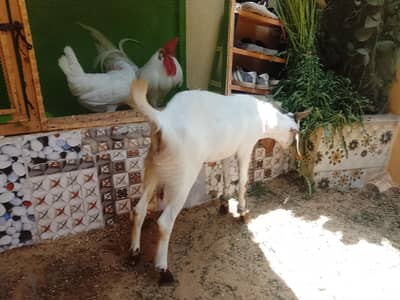 2 38000 each 2 dant blate khassi saff sutre ghr k ha  03152397972