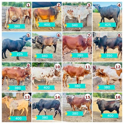 Cows and Bulls for sale