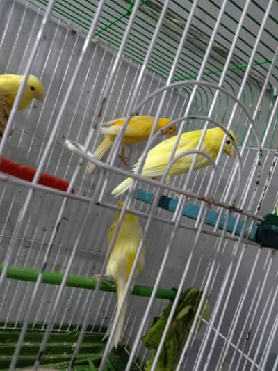 Breeder pair