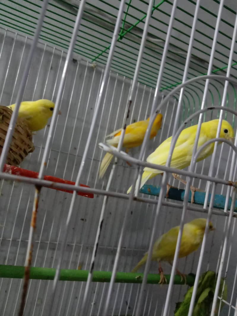 Breeder pair 1