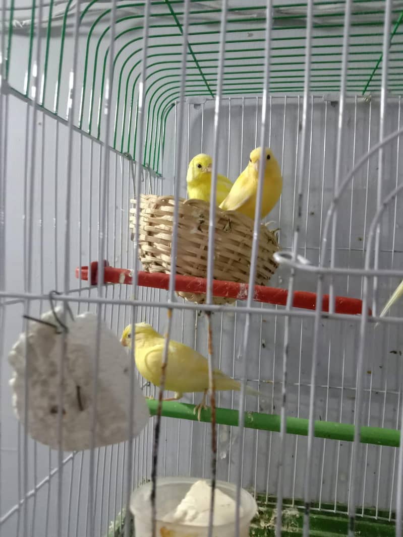 Breeder pair 2