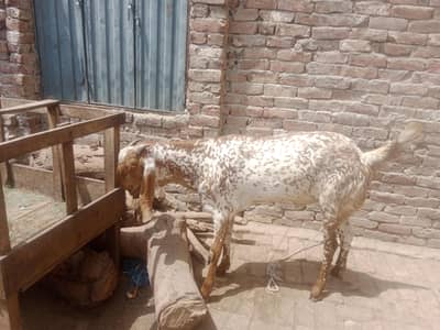 Makhi Cheena Bakra for sale