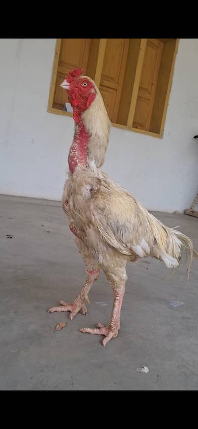 aseel white pair for sale