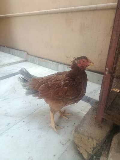 Kurk Murghi for sale