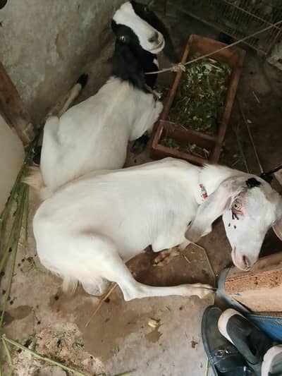 bukra Nur for qurbani and breed