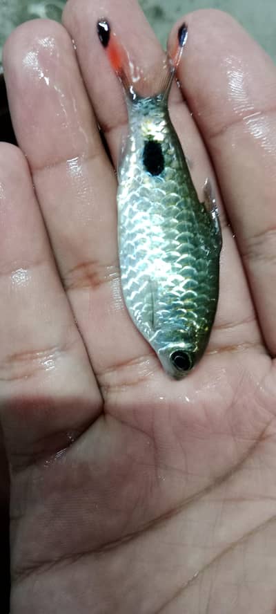 Mascara barbs, colour tetras, goldfish