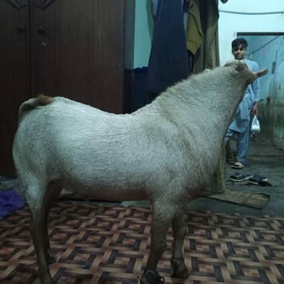 bakra 03112055310