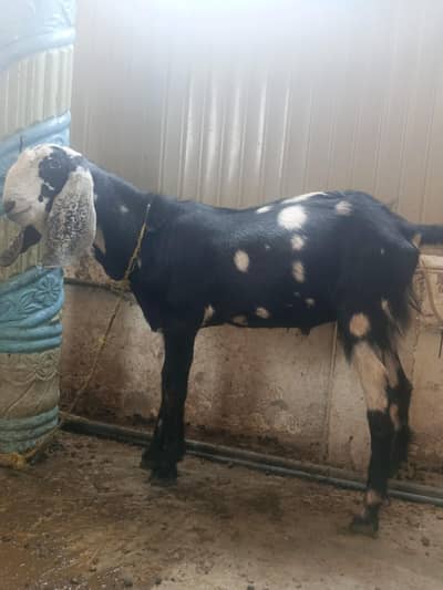 Bakra / male goat for qurbani
