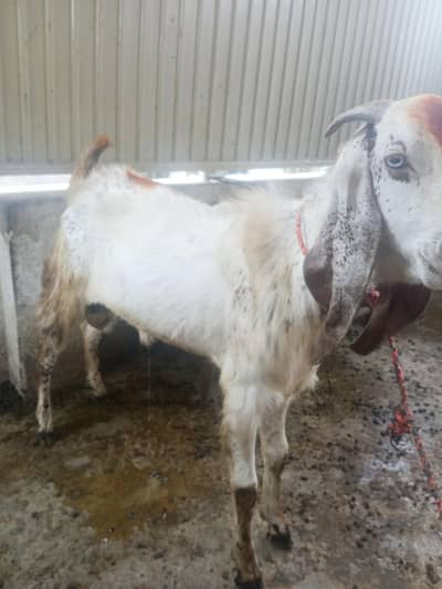 Bakra / male goat for qurbani
