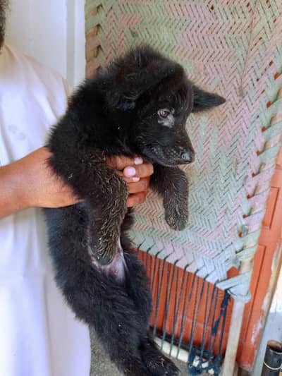 Pure German Shepherd puppy
