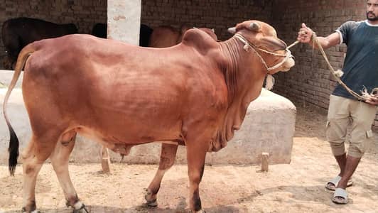 Beautiful looking 2 daant k Qurbani k Janwer