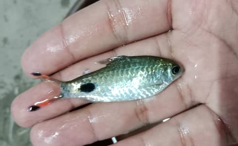 Mascara barbs, colour tetras, goldfish