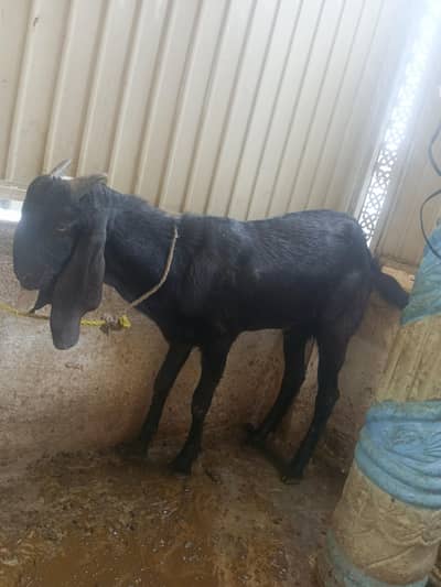 Male goats / Bakray qurbani or haqeeqa Bakra for sale
