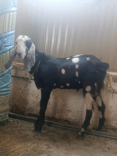 Male goats / Bakray qurbani or haqeeqa Bakra for sale
