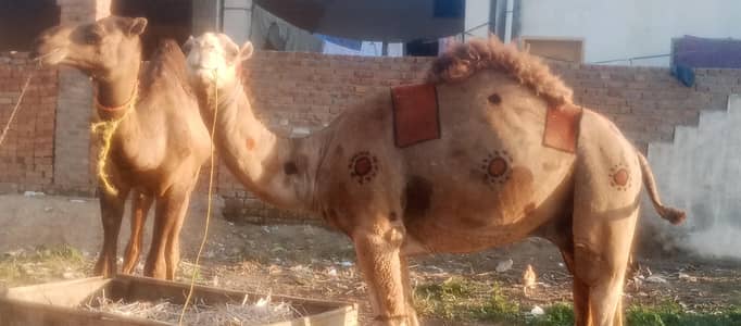 beautiful Camel selling for Qurbani