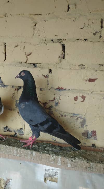 Mix joro waly pigeon