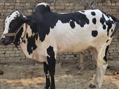 Bull for sale for Eid ul Adha