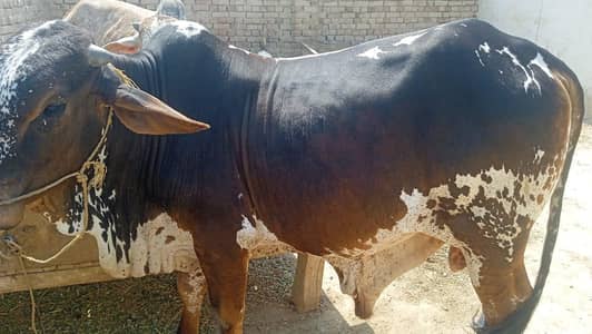  Bull sale for Eid Ul Azha sacrifice