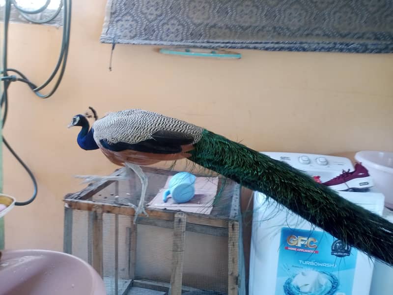 ‎ شاہی مور اور خوبصورت مورنی برائے فروخت  2