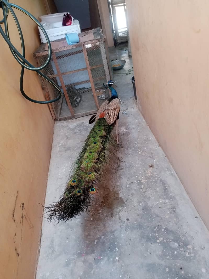 ‎ شاہی مور اور خوبصورت مورنی برائے فروخت  4