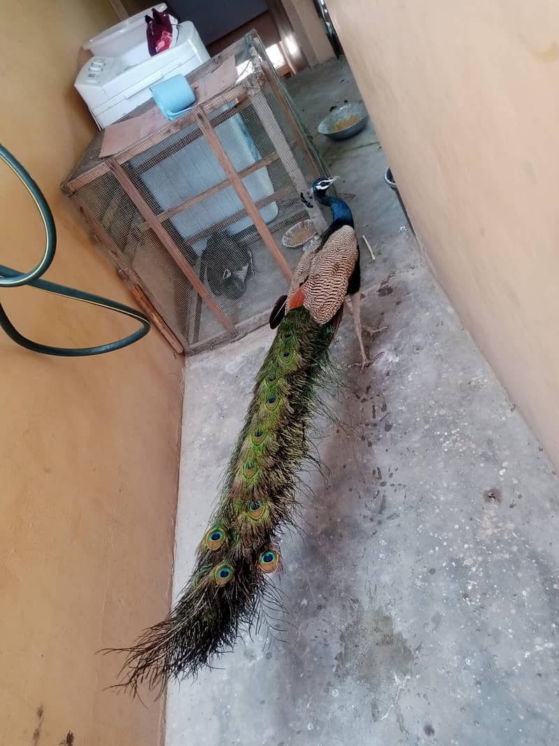 ‎ شاہی مور اور خوبصورت مورنی برائے فروخت  5