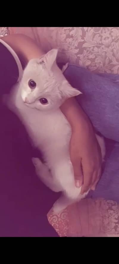 Cat for sale for free