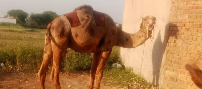 Camel selling it for Qurbani