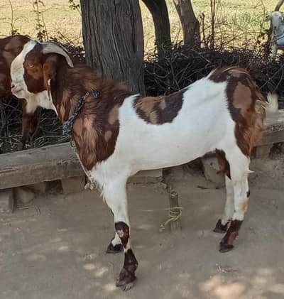 sale for bakra Eid
