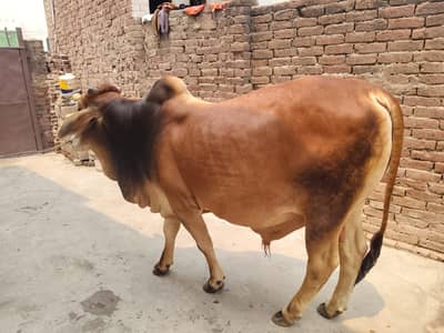 male cows