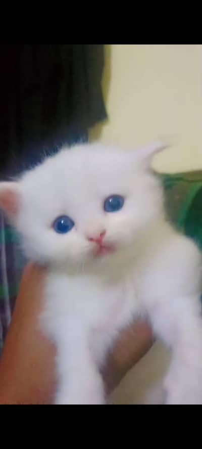 Persian semi punj face cat
