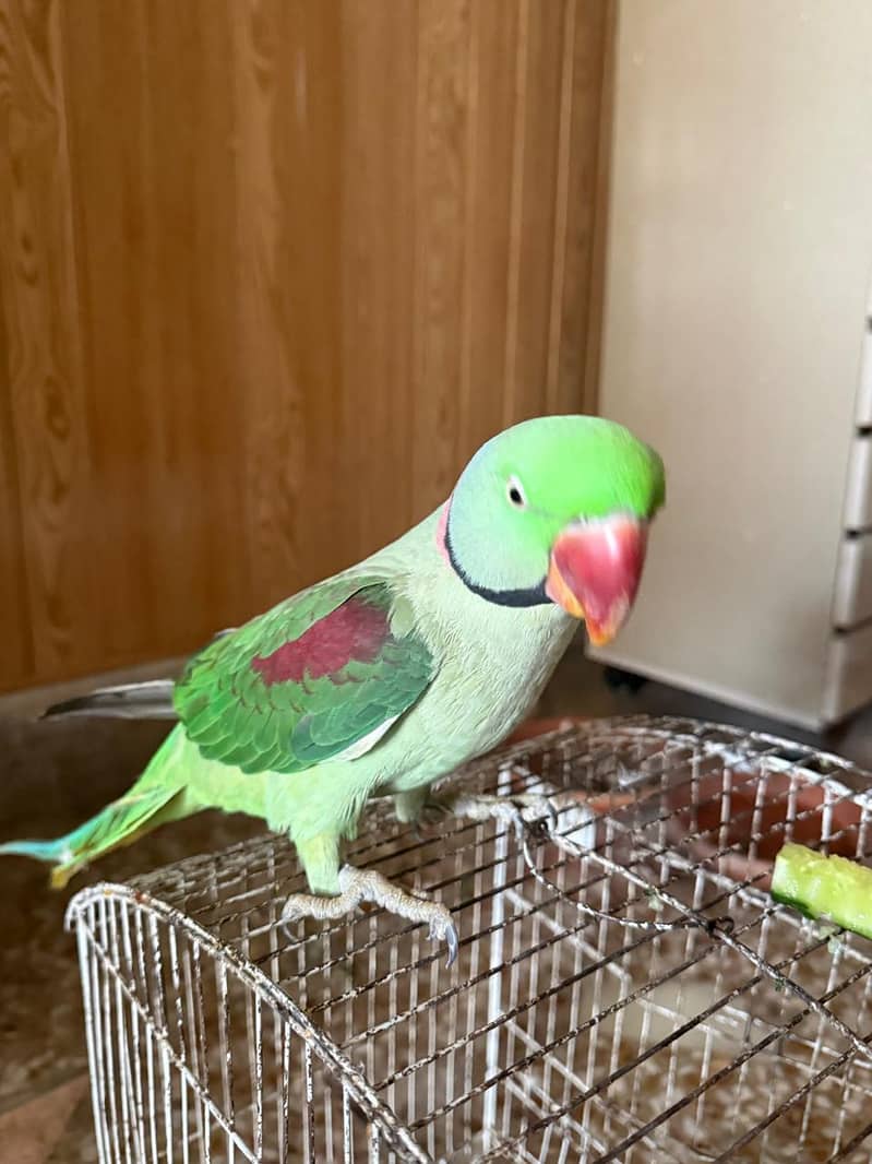 Raw parrot 0