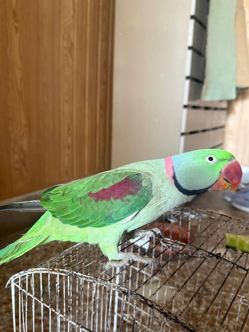 Raw parrot 1