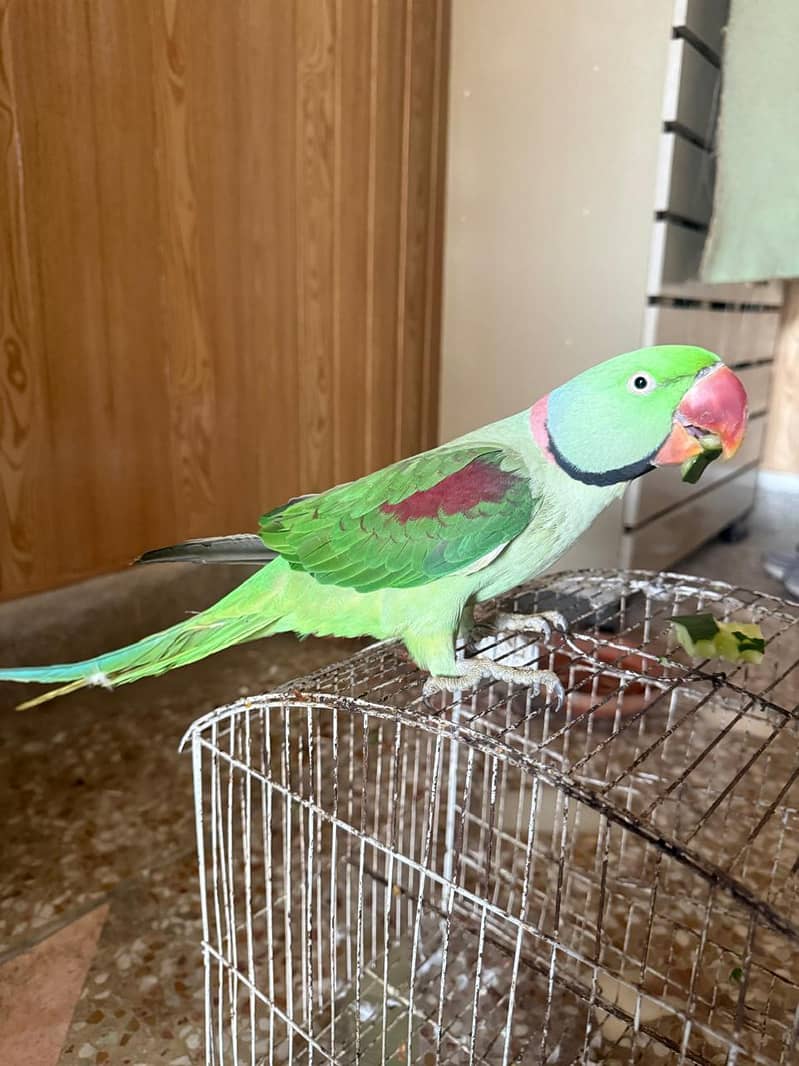 Raw parrot 2