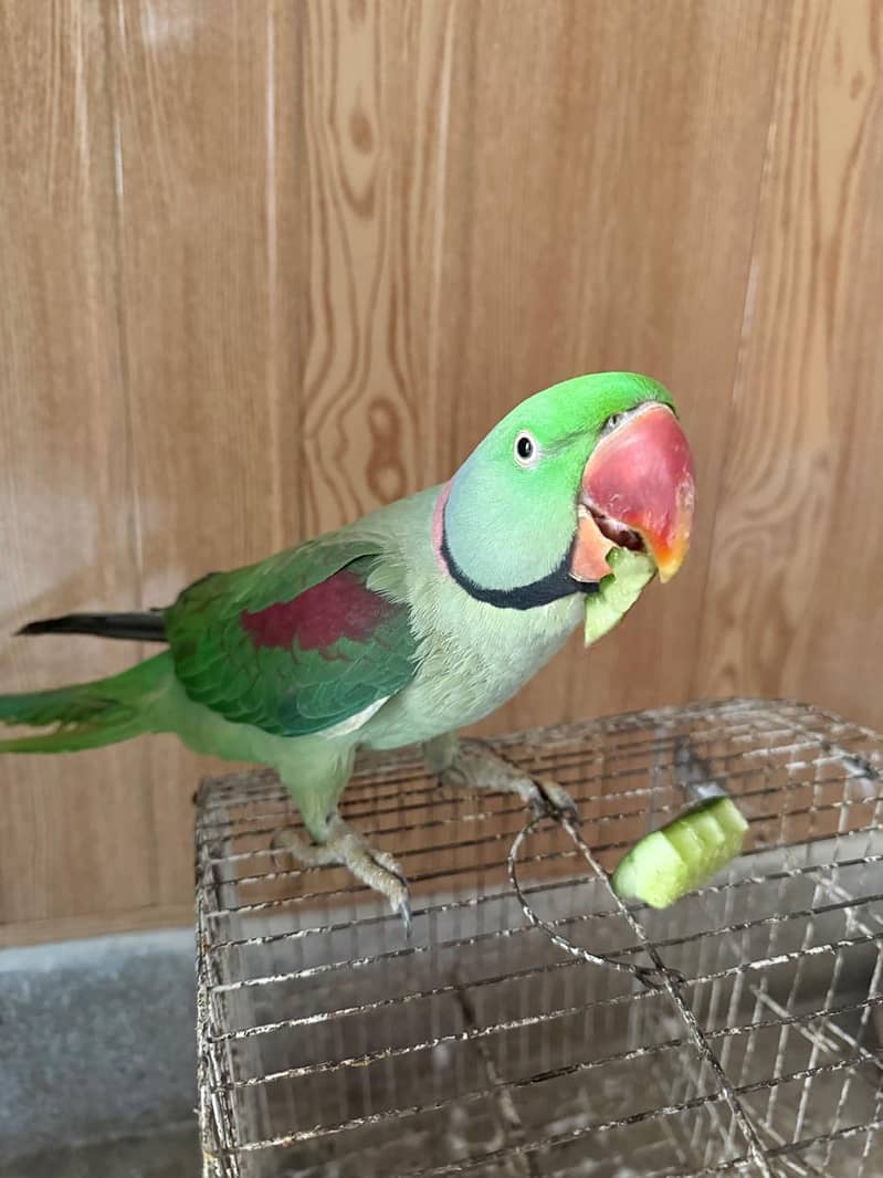 Raw parrot 3