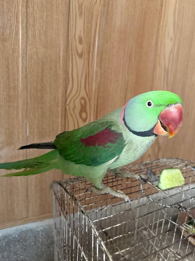 Raw parrot 4