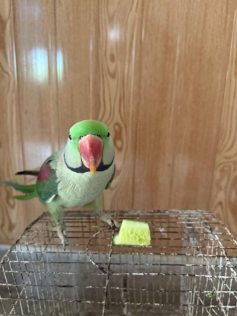 Raw parrot 5