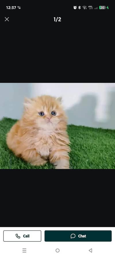 tripple court perscin cat