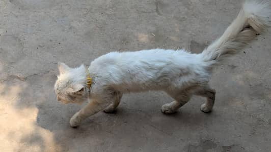 White male Persian cat