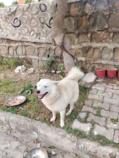 Siberian Husky For Sale in Bahria Town Phase 8, Rawalpindi