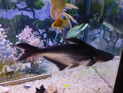Blue line shark fish for sale