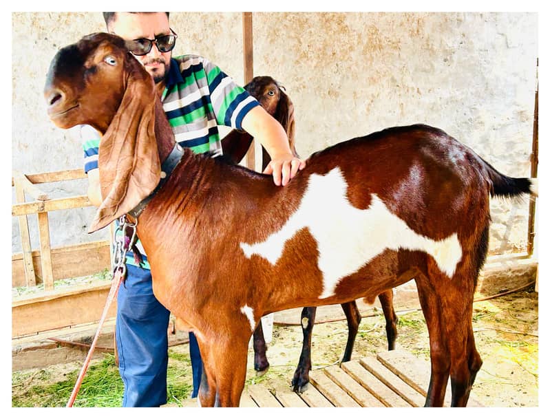 bakra | Nagra bakra | khassi bakra | qurbani 2026 | desi bakra - Goats ...
