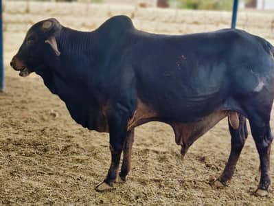 2 teeth Bull Jori Ghar ka Pala hovay
