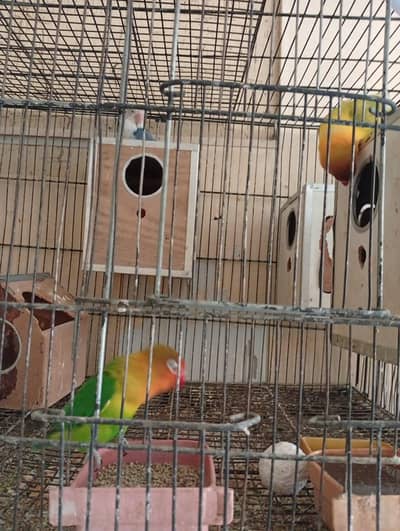 Love birds pairs for sale