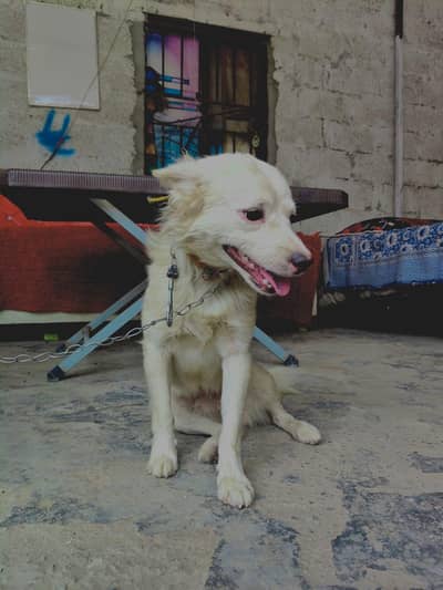 parsion dogs