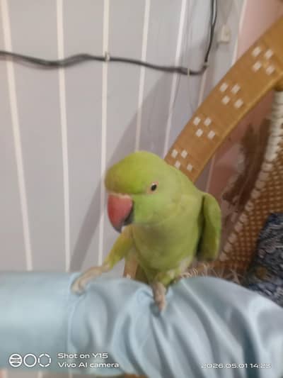 parrot female available 03027583478