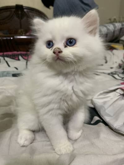 White persian kitten blue eyes