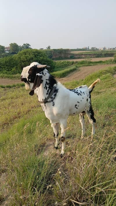 Bakra