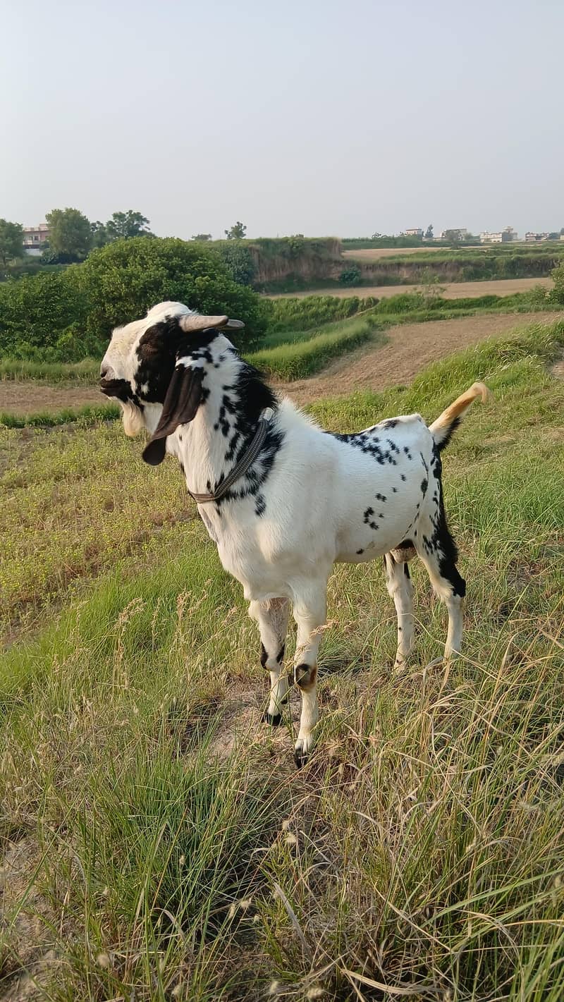 Bakra 0
